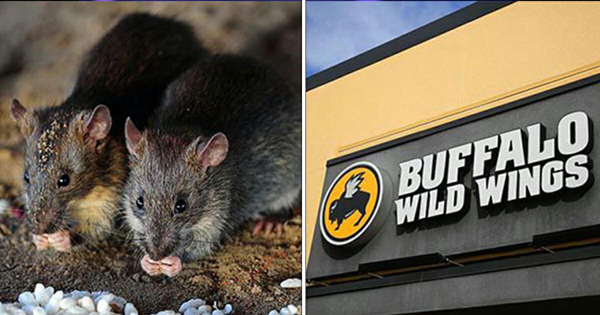 Live rat falls from ceiling and onto customer's table at Buffalo Wild Wings restaurant