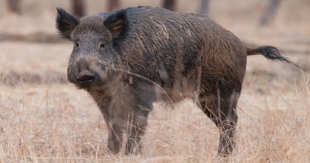 Pig steals campers' beers, gets wasted & starts a fight with cow