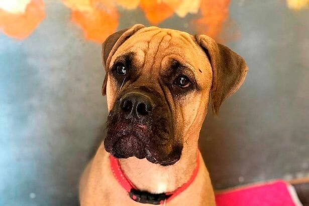 Dog walks 125 miles with 'tears in her eyes' to find owner who abandoned her