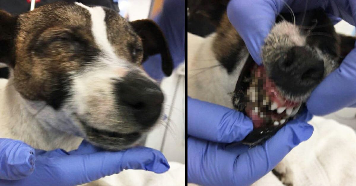 Owner seals puppy's eyes and mouth shut with super glue, then dumps her on side of the road