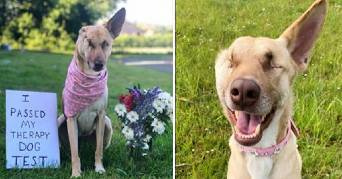 Update: Pregnant dog who was shot 17 times and had ear cut off has qualified as therapy dog