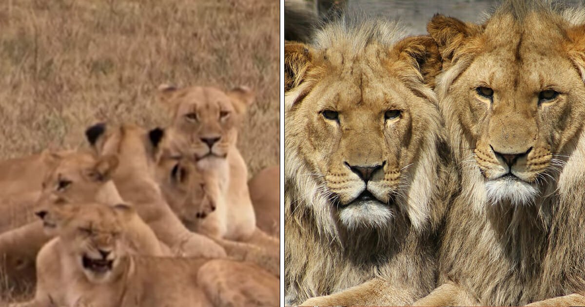 3 trophy hunters break into reserve to kill rhinos, only to be eaten by pride of angry lions