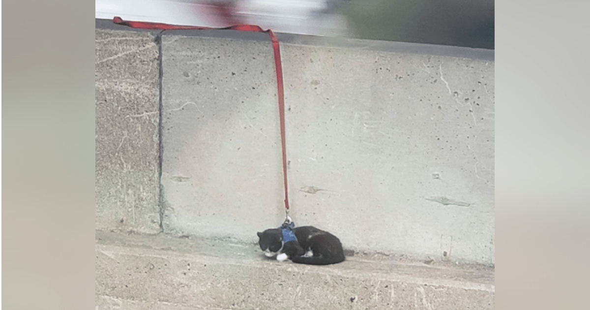 Cat on a leash rescued from dangerous ledge on Bay Bridge