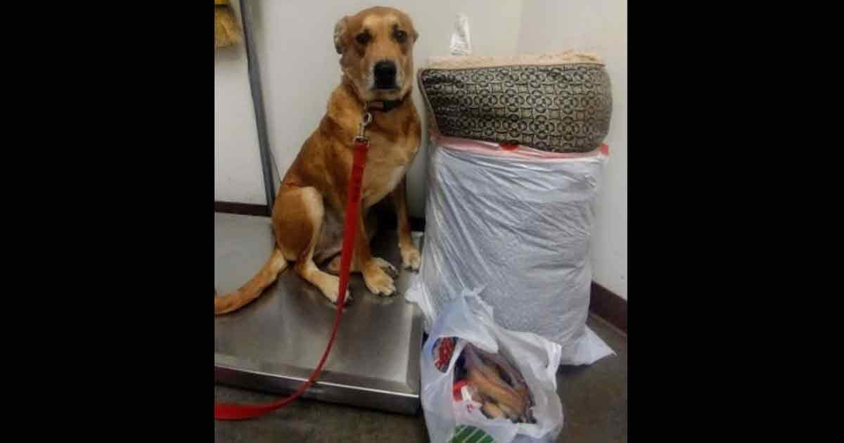 Dog dumped at shelter with his bed and of all his toys, as family didn't have enough time for him