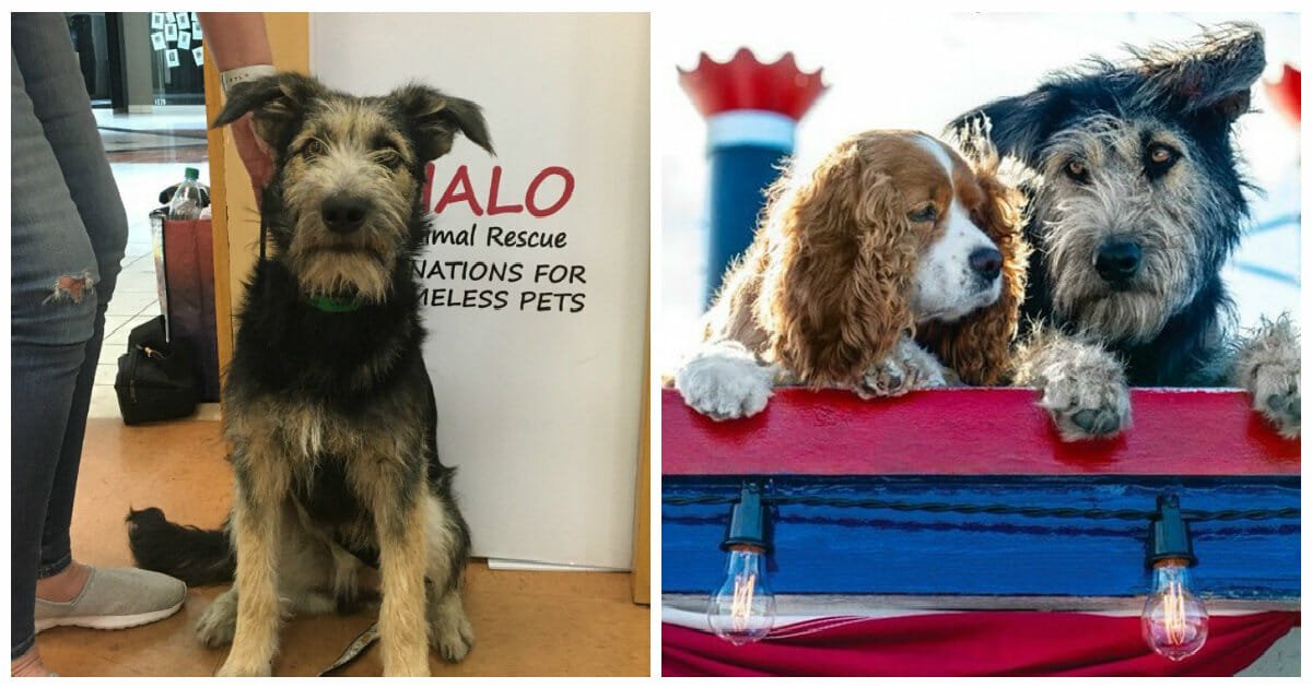 Dog star of new 'Lady and the Tramp' remake is a rescue from a kill shelter