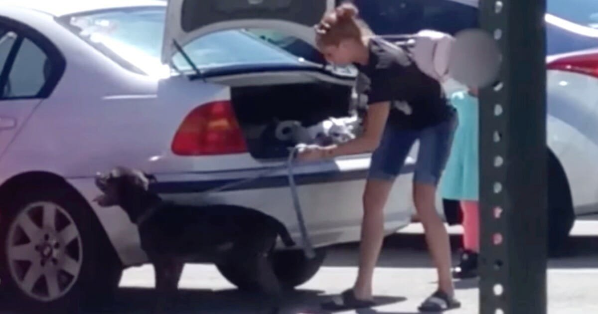 Florida woman asks animal shelter to euthanize her dog – they refused, so she shoved the dog in her trunk