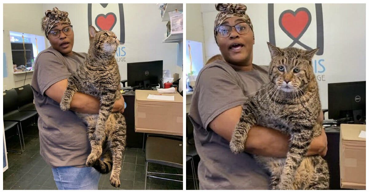 Giant 'chonk' cat looking for a home goes viral and crashes adoption website