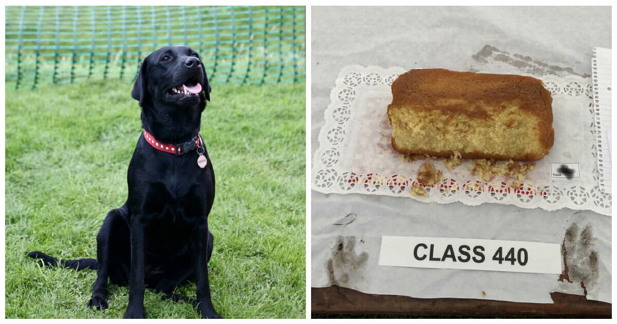 Hungry dog chows down on prize entry cake right before baking competition