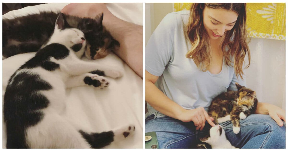 Rescue cats form an inseparable 'sister' bond, so a woman adopts them both