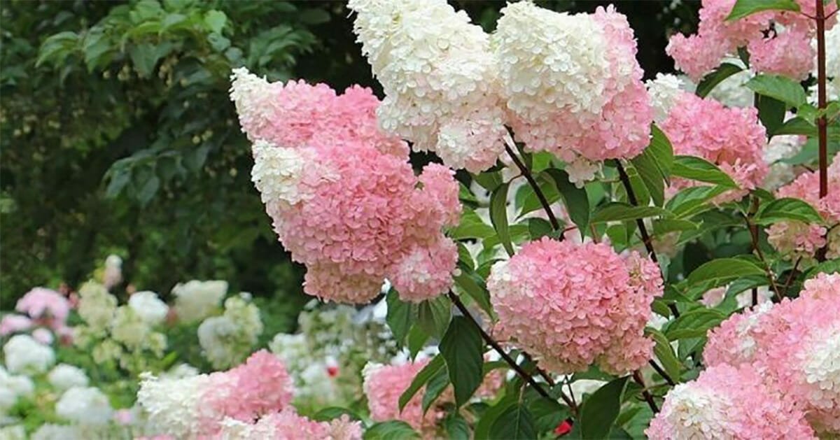 These stunning vanilla strawberry hydrangeas would be the sweetest addition to your garden