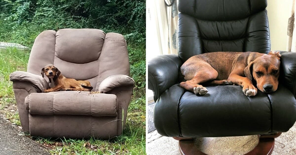 UPDATE: Puppy abandoned on the side of the road finds a loving forever home