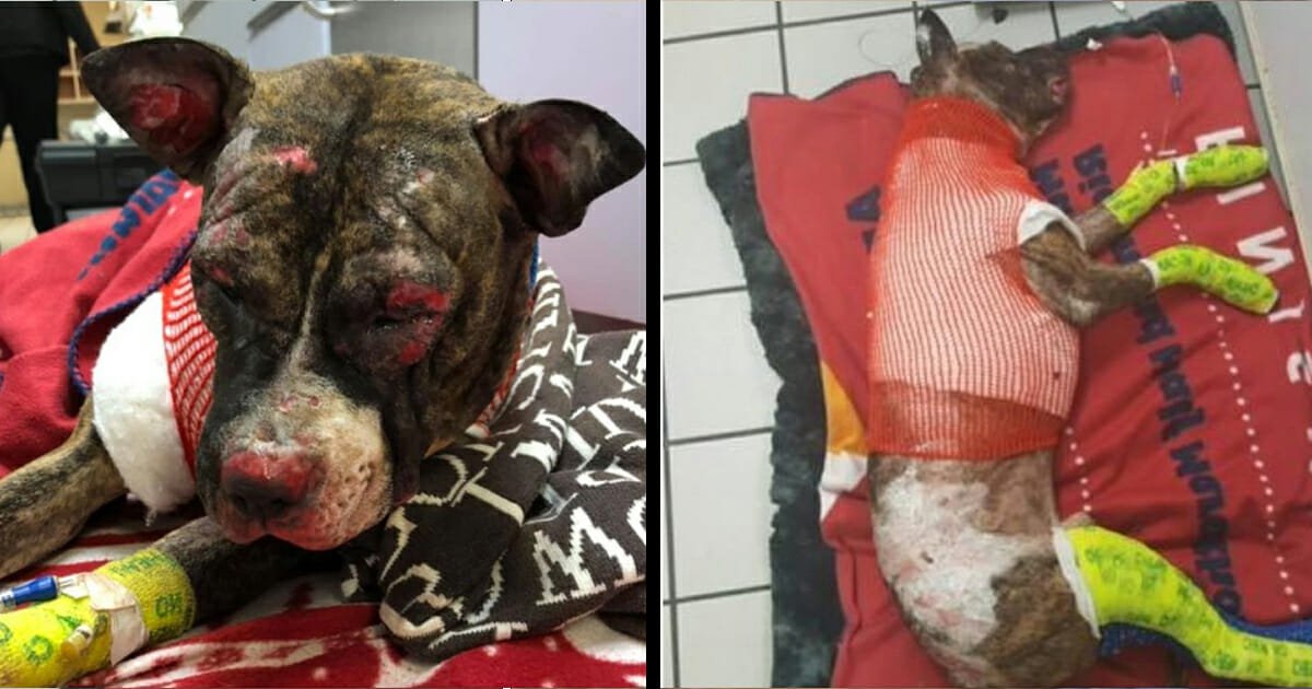 $10,000 reward offered to find heartless culprit who tied up and set fire to dog in park