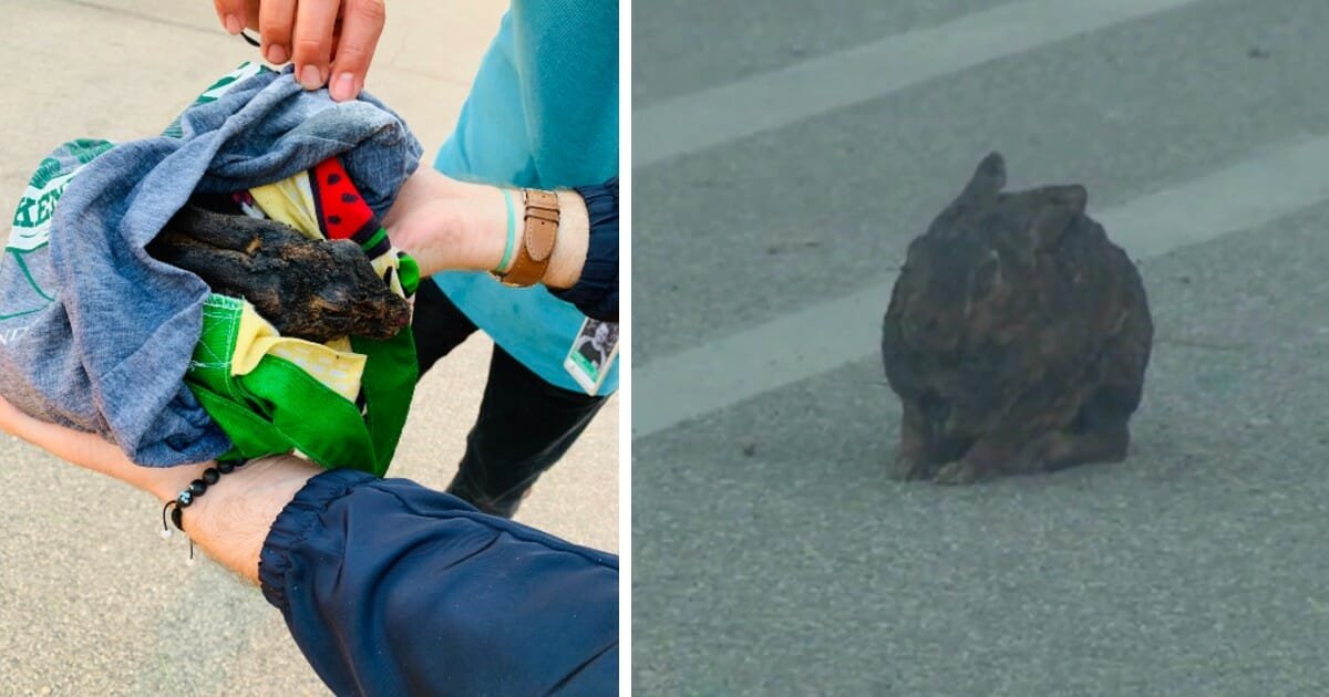 Rabbit with singed fur rescued after viewer spots it during news report