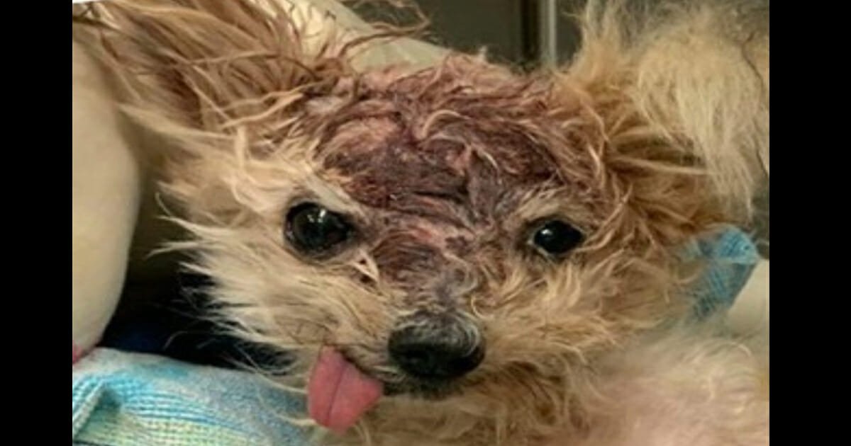 Update: Pringles, the brain-damaged dog found dumped in a bin, has died