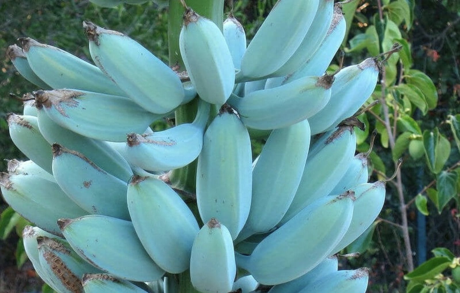 These rare blue bananas taste like vanilla ice cream