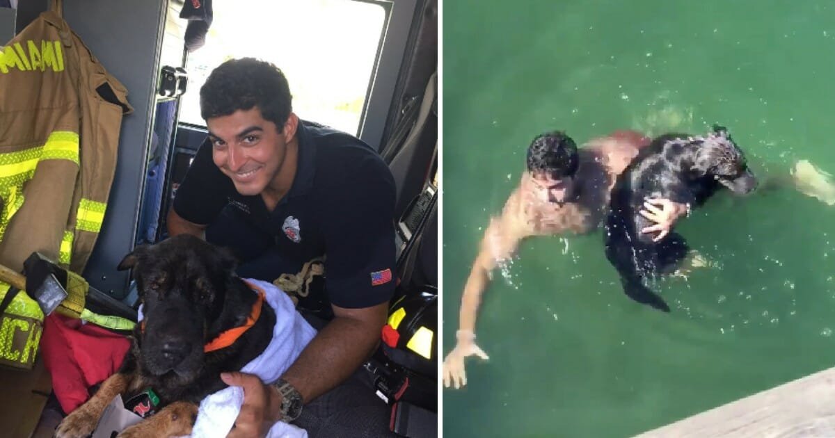 Firefighter strips off uniform and jumps in bay to save senior dog from drowning