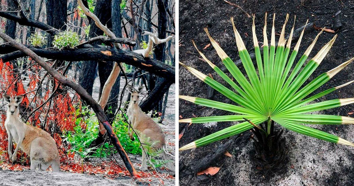 Life returns to scorched Australian lands: Here are 27 photos that give us hope