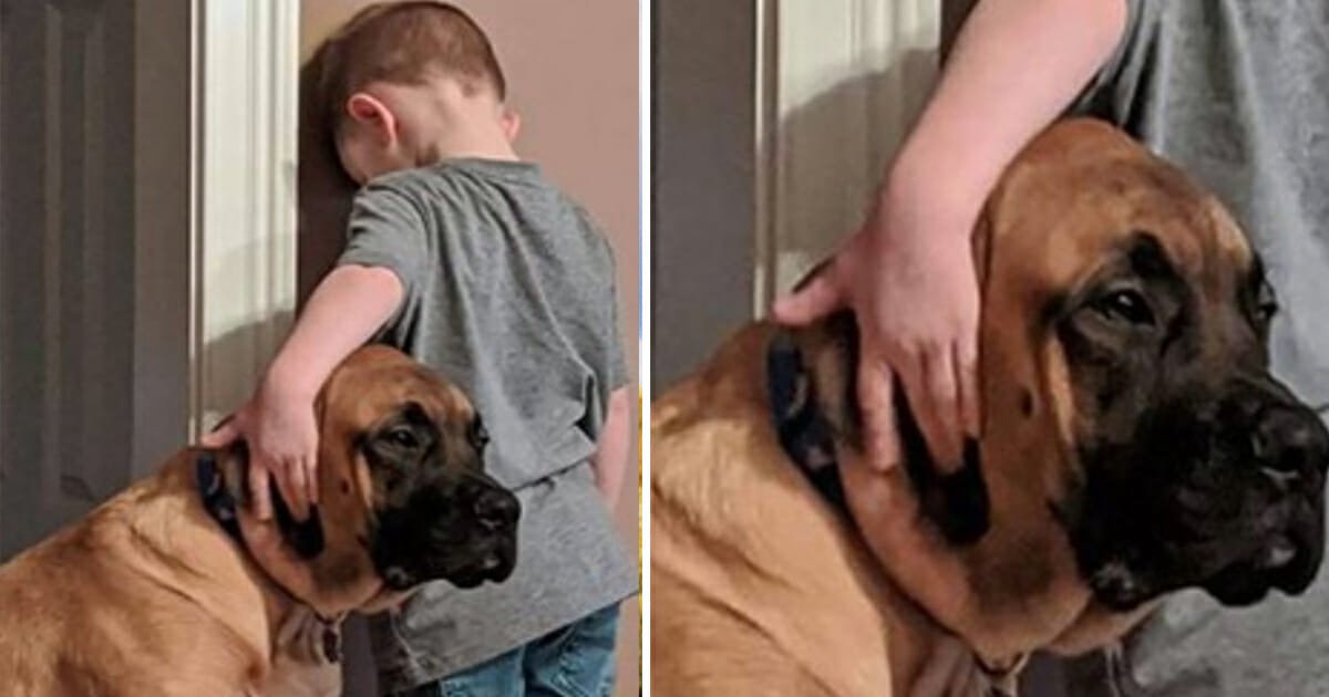 Loyal dog keeps boy company when he's sent for 'time-out' – proves he is man's best friend