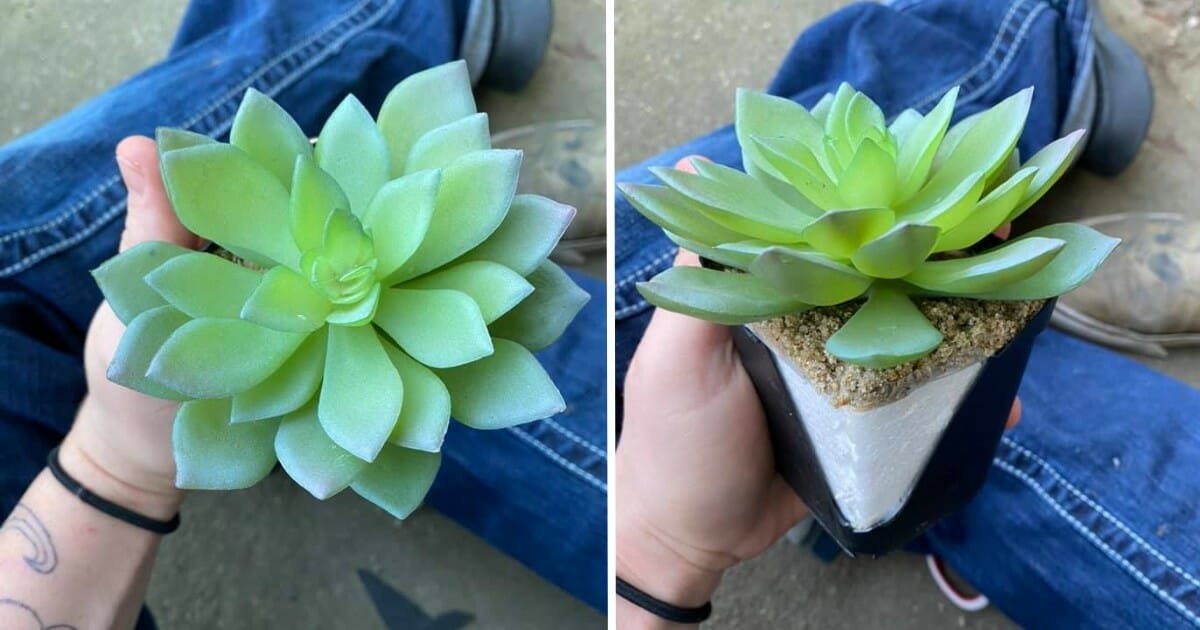 Woman discovers 'beautiful' succulent she diligently watered for 2 years was fake